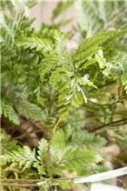 Davallia bullata - Hasenpfotenfarn Davallia bullata - Hasenpfotenfarn