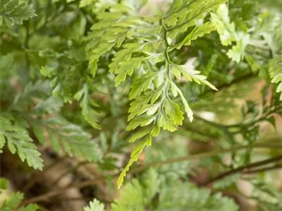 Davallia bullata - Hasenpfotenfarn Davallia bullata - Hasenpfotenfarn