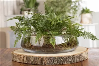 Davallia bullata - Hasenpfotenfarn Davallia bullata - Hasenpfotenfarn