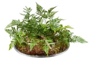Davallia bullata - Hasenpfotenfarn Davallia bullata - Hasenpfotenfarn