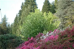 Davidia involucrata - Taschentuchbaum