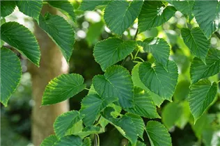 Davidia involucrata - Taschentuchbaum