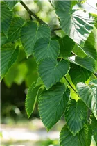 Davidia involucrata - Taschentuchbaum