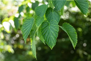 Davidia involucrata - Taschentuchbaum