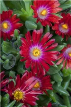 Delosperma congestum - Gedrängte Mittagsblume Delosperma congestum - Gedrängte Mittagsblume