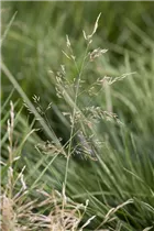 Deschampsia cespitosa 'Tardiflora' - Späte Garten-Schmiele 'Tardiflora'