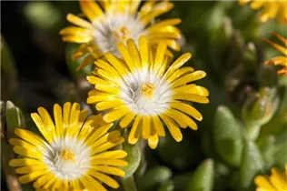 Delosperma congestum 'Golden Nugget' - Garten-Mittagsblume 'Golden Nugget'