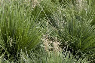 Deschampsia cespitosa 'Tardiflora' - Späte Garten-Schmiele 'Tardiflora'