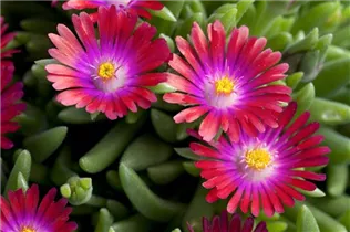 Delosperma cooperi 'Jewel of Desert' - Delosperma cooperi 'Jewel of Desert'