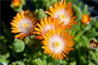 Delosperma cooperi 'Jewel of Desert' - Delosperma cooperi 'Jewel of Desert'
