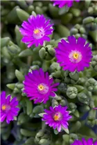 Delosperma cooperi 'Jewel of Desert' - Delosperma cooperi 'Jewel of Desert'