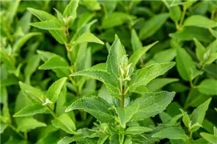 Deutzia gracilis - Maiblumenstrauch Deutzia gracilis - Maiblumenstrauch