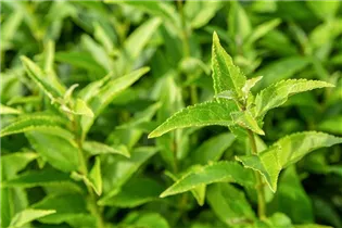 Deutzia gracilis - Maiblumenstrauch Deutzia gracilis - Maiblumenstrauch