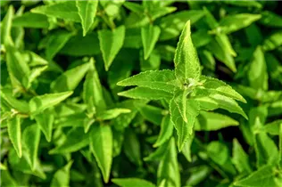 Deutzia gracilis - Maiblumenstrauch Deutzia gracilis - Maiblumenstrauch