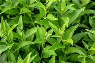 Deutzia gracilis - Maiblumenstrauch Deutzia gracilis - Maiblumenstrauch