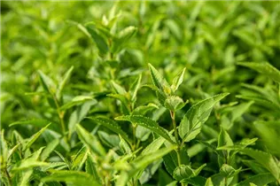 Deutzia gracilis - Maiblumenstrauch Deutzia gracilis - Maiblumenstrauch