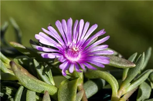 Delosperma cooperi 'Table Mountain' - Coopers Mittagsblume 'Table Mountain'