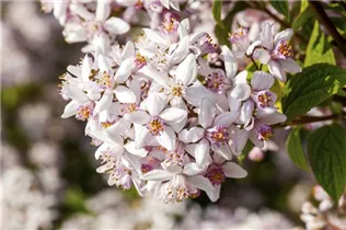 Deutzia gracilis 'Yuki Cherry Blossom'® - Deutzie 'Yuki Cherry Blossom'® Deutzia gracilis 'Yuki Cherry Blossom'® - Deutzie 'Yuki Cherry Blossom'®