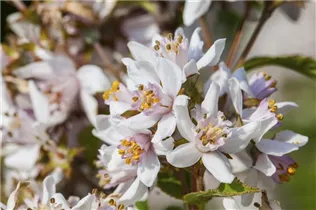 Deutzia kalmiiflora - Kalmiendeutzie