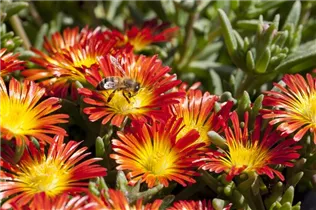 Delosperma 'Wheels of Wonder'® - Delosperma 'Wheels of Wonder'®