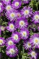 Delosperma 'Wheels of Wonder'® - Delosperma 'Wheels of Wonder'®