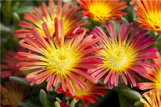 Delosperma 'Wheels of Wonder'® - Delosperma 'Wheels of Wonder'®