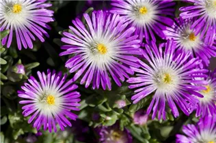 Delosperma 'Wheels of Wonder'® - Delosperma 'Wheels of Wonder'®
