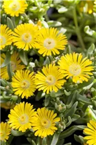 Delosperma 'Wheels of Wonder'® - Delosperma 'Wheels of Wonder'®