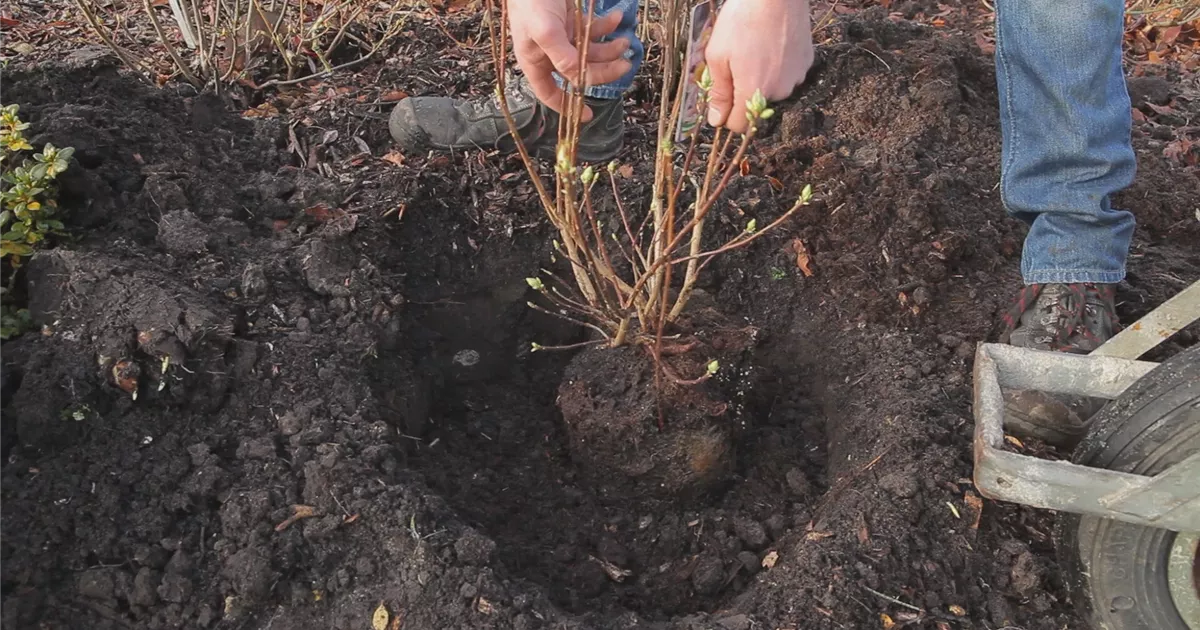  - Sommergrüne Gartenazalee - Einpflanzen im Garten