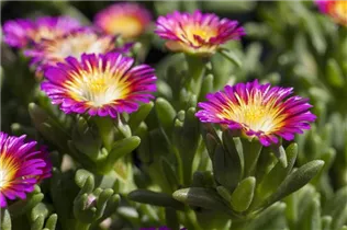 Delosperma 'Wheels of Wonder'® - Delosperma 'Wheels of Wonder'®