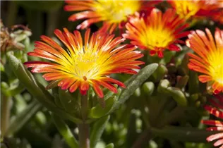 Delosperma 'Wheels of Wonder'® - Delosperma 'Wheels of Wonder'®