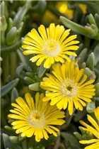 Delosperma 'Wheels of Wonder'® - Delosperma 'Wheels of Wonder'®