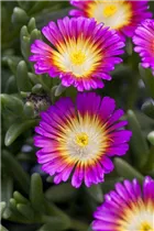 Delosperma 'Wheels of Wonder'® - Delosperma 'Wheels of Wonder'®
