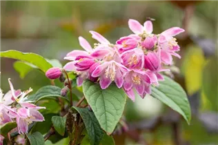 Deutzia magnifica 'Tourbillon Rouge' - Sternchenstrauch 'Tourbillon Rouge'