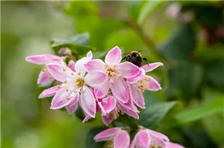 Deutzia magnifica 'Tourbillon Rouge' - Sternchenstrauch 'Tourbillon Rouge'