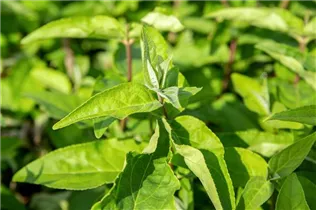 Deutzia scabra 'Plena' - Gefüllter Sternchenstrauch 'Plena' Deutzia scabra 'Plena' - Gefüllter Sternchenstrauch 'Plena'