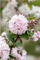 Deutzia x hybrida 'Pink Pom-Pom' - Sternchenstrauch 'Pink Pom-Pom'