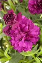 Dianthus caryophyllus - Gartennelke Dianthus caryophyllus - Gartennelke