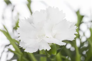 Dianthus caryophyllus - Gartennelke Dianthus caryophyllus - Gartennelke