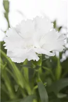 Dianthus caryophyllus - Gartennelke Dianthus caryophyllus - Gartennelke