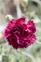 Dianthus caryophyllus - Gartennelke Dianthus caryophyllus - Gartennelke