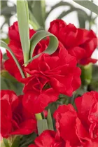 Dianthus caryophyllus - Gartennelke Dianthus caryophyllus - Gartennelke