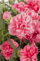 Dianthus caryophyllus - Gartennelke Dianthus caryophyllus - Gartennelke