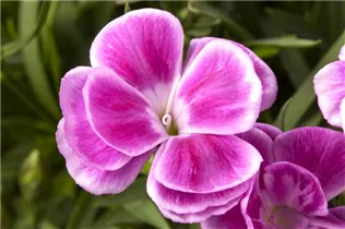 Dianthus caryophyllus - Gartennelke Dianthus caryophyllus - Gartennelke