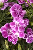 Dianthus caryophyllus - Gartennelke Dianthus caryophyllus - Gartennelke