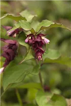 Diervilla sessilifolia - Diervillie