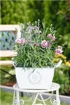 Dianthus caryophyllus 'Capitán'® - Topfnelke 'Capitán'® Dianthus caryophyllus 'Capitán'® - Topfnelke 'Capitán'®