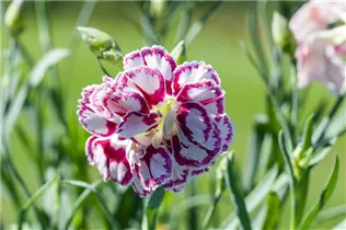Dianthus caryophyllus 'Capitán'® - Topfnelke 'Capitán'® Dianthus caryophyllus 'Capitán'® - Topfnelke 'Capitán'®