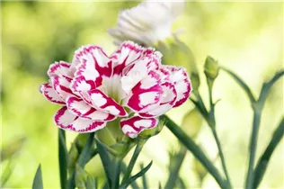 Dianthus caryophyllus 'Capitán'® - Topfnelke 'Capitán'® Dianthus caryophyllus 'Capitán'® - Topfnelke 'Capitán'®