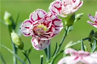 Dianthus caryophyllus 'Capitán'® - Topfnelke 'Capitán'® Dianthus caryophyllus 'Capitán'® - Topfnelke 'Capitán'®
